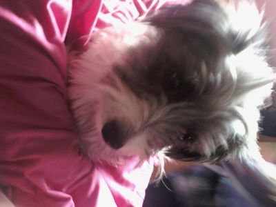 Dog profile photo