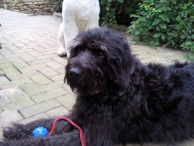 Dog profile photo