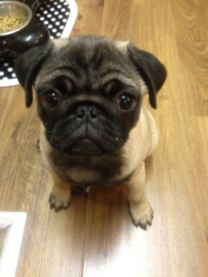 Dog profile photo