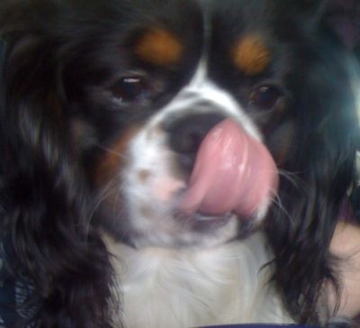 Dog profile photo