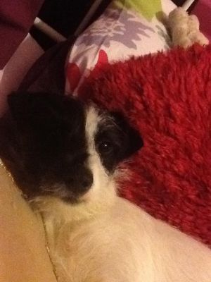 Dog profile photo