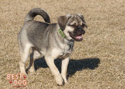 Dog profile photo