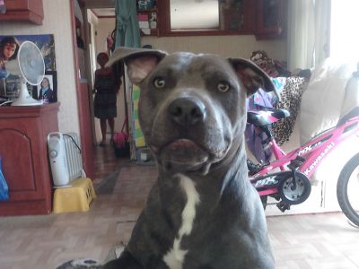 Dog profile photo