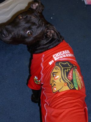Dog profile photo