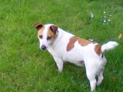 Dog profile photo