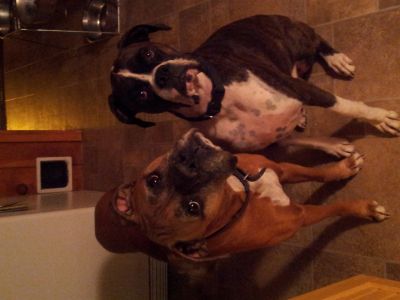 Dog profile photo