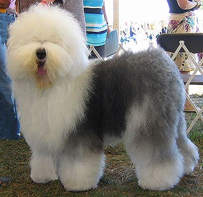 Dog profile photo