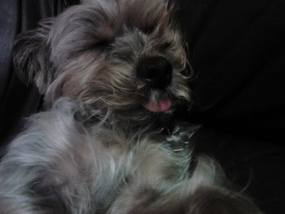 Dog profile photo