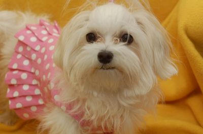 Dog profile photo