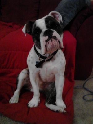 Dog profile photo