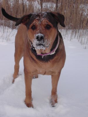 Dog profile photo