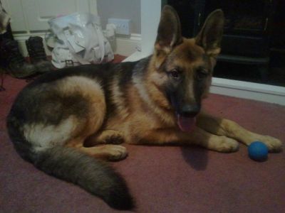Dog profile photo