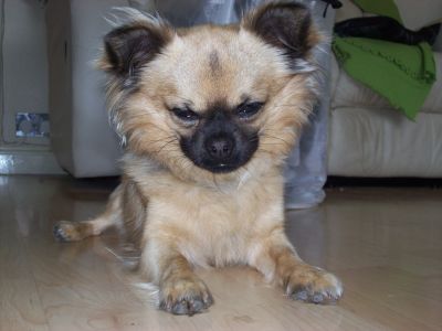 Dog profile photo