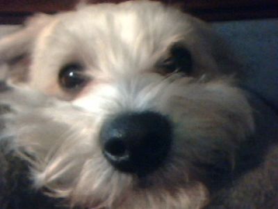 Dog profile photo