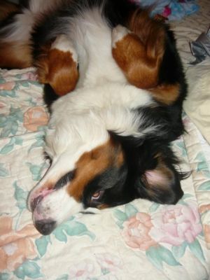 Dog profile photo