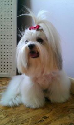 Dog profile photo