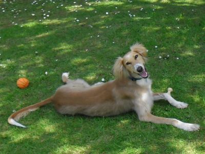 Dog profile photo