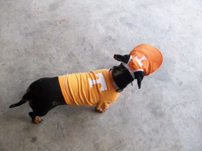 Dog profile photo
