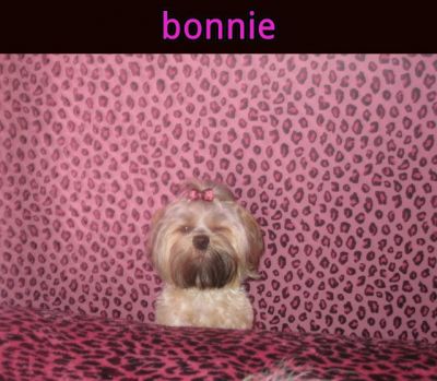 Dog profile photo