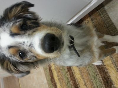 Dog profile photo