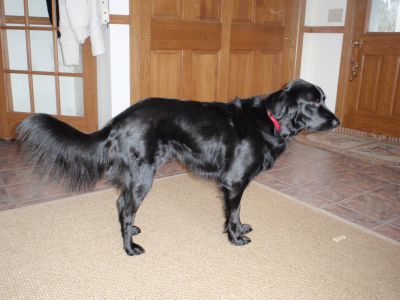 Dog profile photo