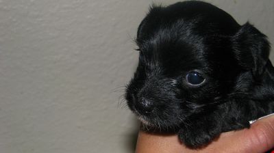 Dog profile photo