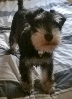 Dog profile photo