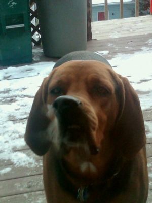 Dog profile photo