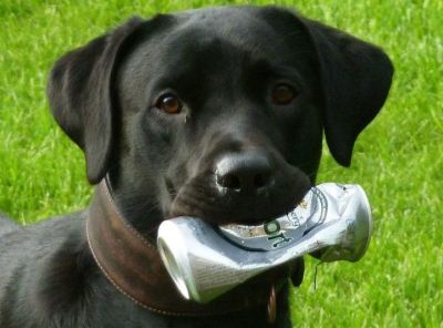 Dog profile photo