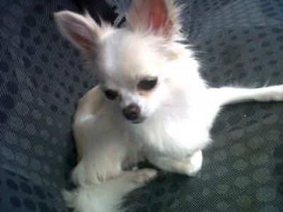 Dog profile photo