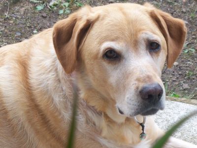 Dog profile photo