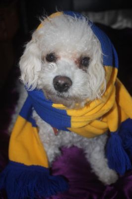 Dog profile photo