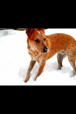 Dog profile photo