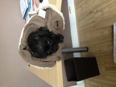 Dog profile photo