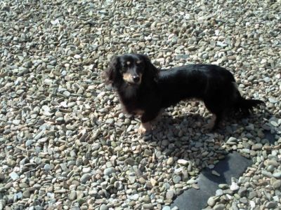Dog profile photo