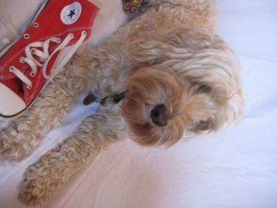 Dog profile photo