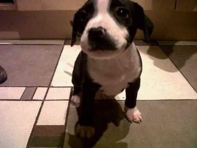 Dog profile photo