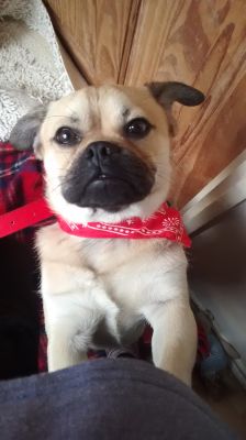 Dog profile photo
