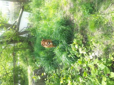 Dog profile photo