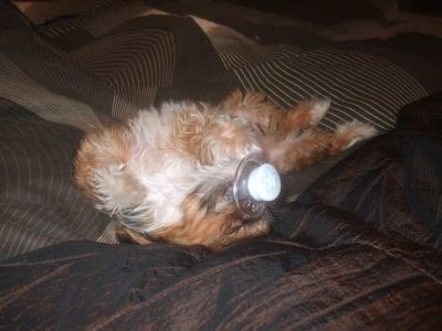 Dog profile photo