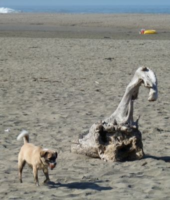 Dog profile photo