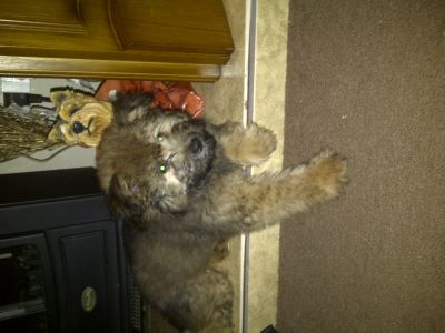 Dog profile photo