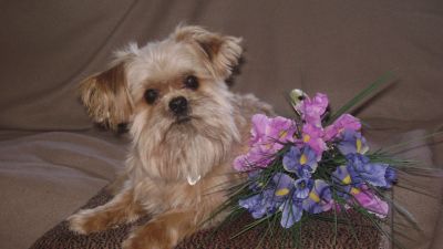 Dog profile photo