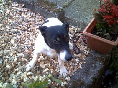 Dog profile photo