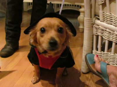Dog profile photo