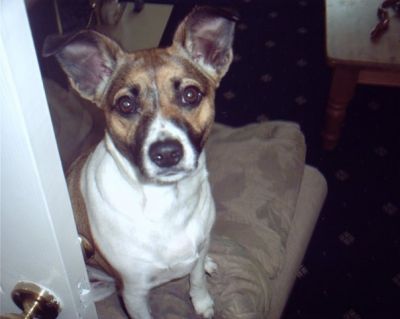 Dog profile photo