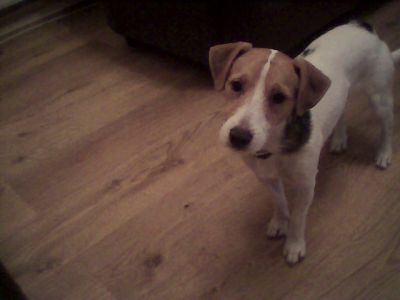 Dog profile photo