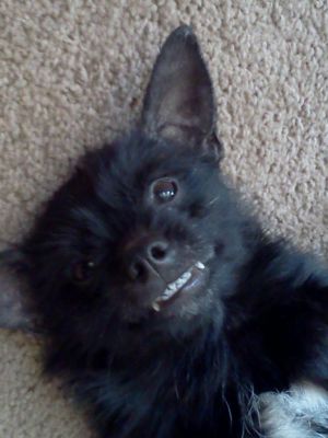 Dog profile photo