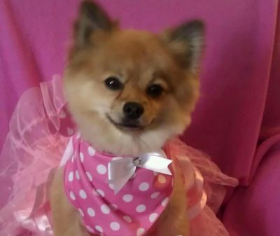 Dog profile photo