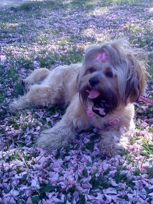 Dog profile photo